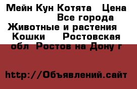 Мейн Кун Котята › Цена ­ 15 000 - Все города Животные и растения » Кошки   . Ростовская обл.,Ростов-на-Дону г.